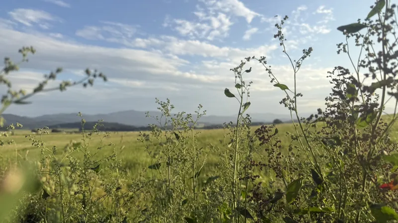 Meadow flowers and herbs — wild nature at Johanka glamping