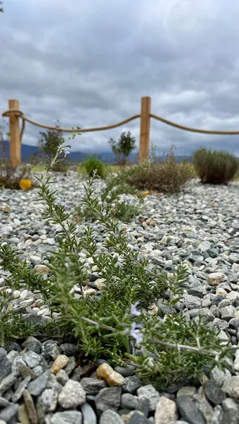Blooming rosemary in the garden — herb bed at the cabin