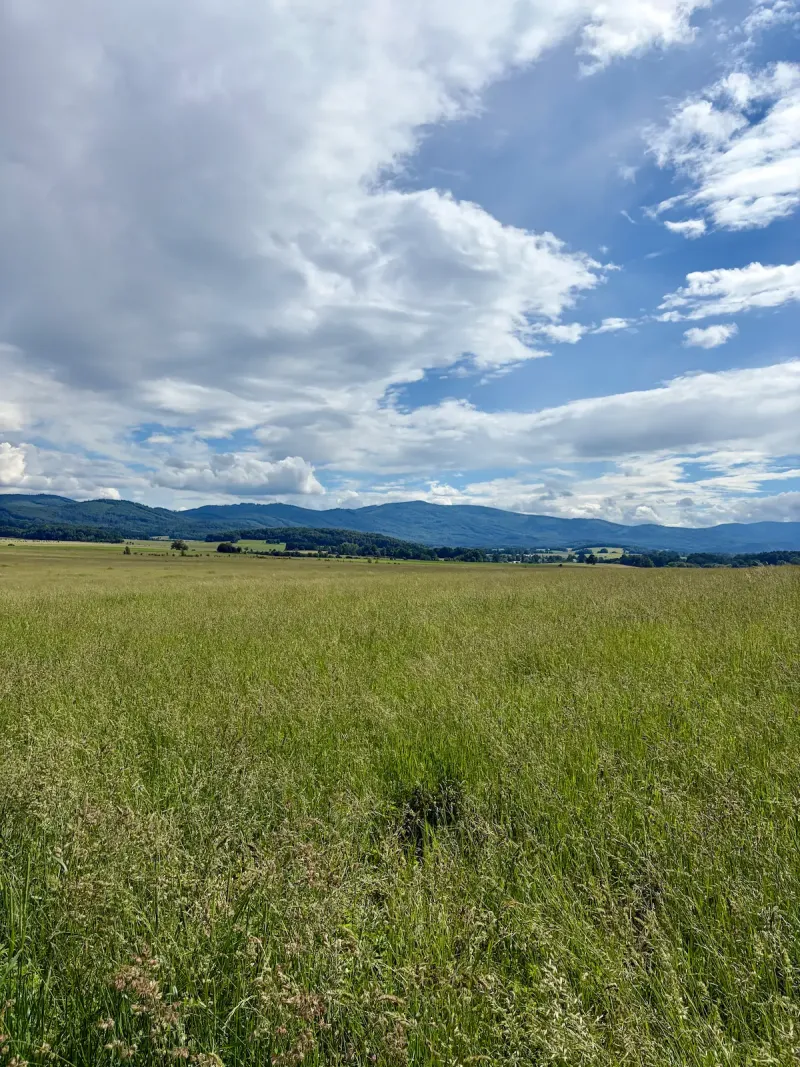 View from Johanka over the Rychlebské hory — summer landscape and pastures