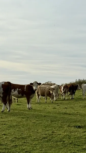 Cows grazing on meadow in front of Johanka glamping — Rychleby Mountains